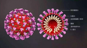 中国专家：冠状病毒已被发现可变异！那么它的变异速度有多快？