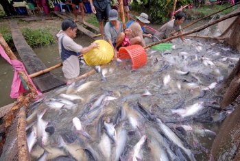 越南巴沙鱼对中国的出口额预计可以增长40-50％
