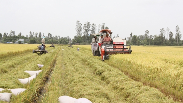 在法越南科学家致力于发展九龙江三角洲的水稻产业
