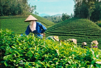 今年前5个月越南茶叶出口大幅增长