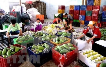 最新数据：越南蔬果出口额15亿美元，对华出口下降近30%