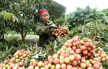 将越南农产品与食品深入进军中国市场