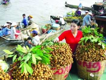 越南水果对华出口量同比下降近30%，部分严苛市场却明显增加