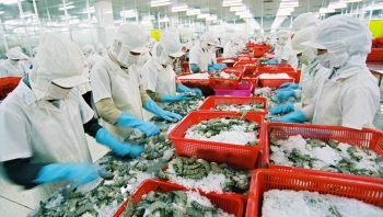 金瓯省扩大虾类出口市场