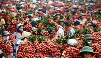 越南荔枝颇受马来西亚市场欢迎