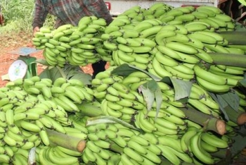 林同省首批拉巴香蕉成功打入日本市场