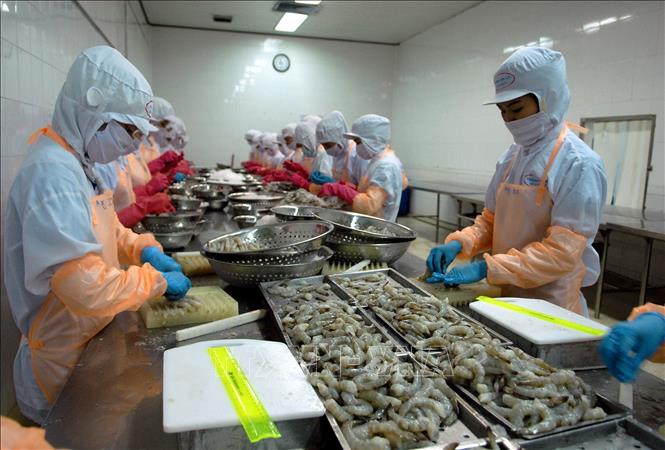 越南虾类产品对中国出口额恢复增长