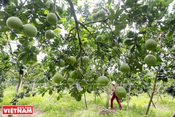 巴维县—水果种植基地的亮点