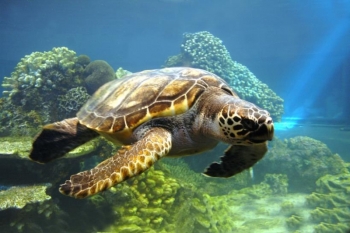加强印度洋和东南亚海龟的管理和养护工作