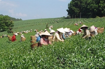 越南茶叶对中国出口均价猛涨