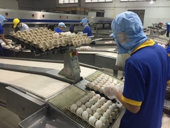 香港暂停进口越南金瓯省禽肉及禽类产品