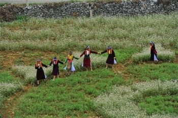 河江省荞麦花盛开美景惹得游人醉