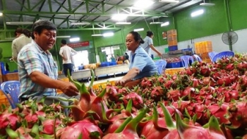 2016年前10个月，越南向国际挑剔市场出口一万吨新鲜水果