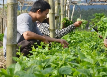 越南FLC集团拟对农业领域投资15亿美元