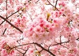 日越友好协会关西地区分会向越南和乐高科技工业区管委会赠送150棵樱花树