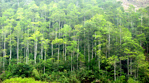 2021-2030年阶段和远期展望至2050年国家林业规划制定任务审查理事会成立
