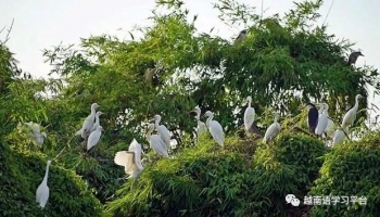 越南北部“独一无二”的旅游景点，海阳省的鹭鸶岛