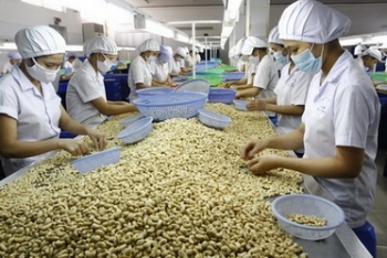 柬埔寨成为越南腰果原料第五大供应国