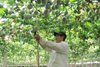 越南首批百香果出口至欧盟市场