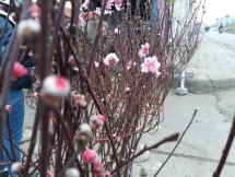 河内市部分集市出现桃花的身影