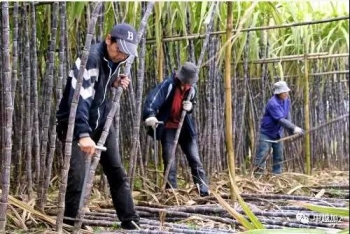 中国媒体：近20000名越南劳工入境广西崇左 缓解用工荒