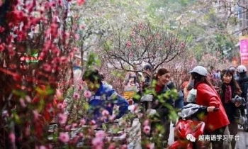 2020河内迎春花市即将开市 50多个赏花点等你来赏购