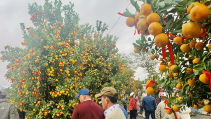 春节中金橘树有什么意义？