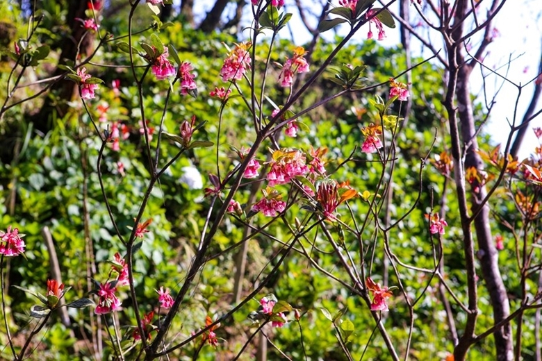 钟桃花枝上长满了嫩芽，象征着春天的生机 。