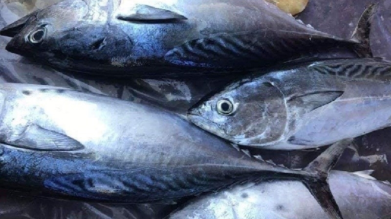 越南对美国的金枪鱼出口额占出口总额的44%