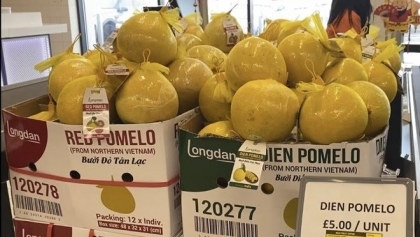 第一批和平安水柚子已到达英国消费者