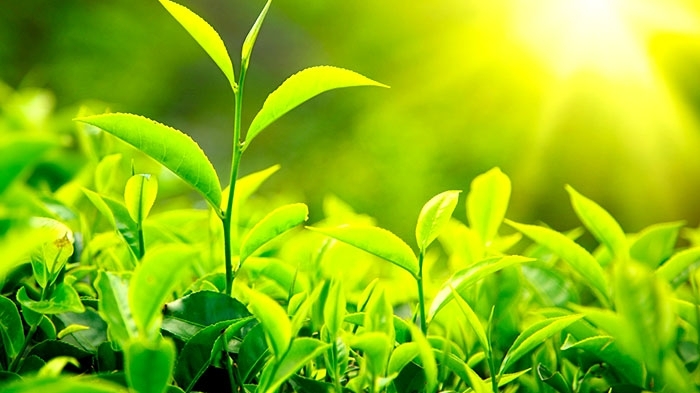越南茶叶在美国市场进口总量中的份额有所增加