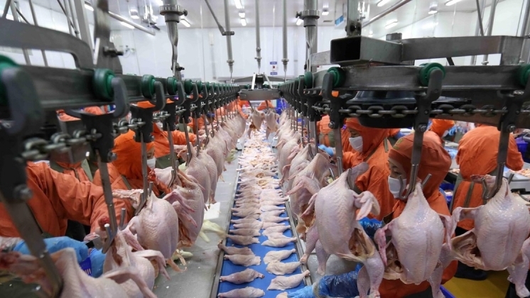 中国同意考虑越南对该国出口禽肉的档案