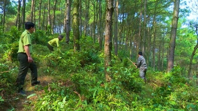 提高村民的森林保护意识