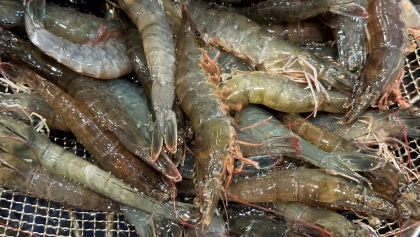虾类出口——水产行业的亮点