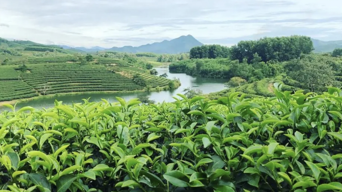 越南茶叶远销世界16个市场