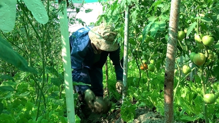 越南工兵队在阿卜耶伊荒漠播种‘绿色希望’