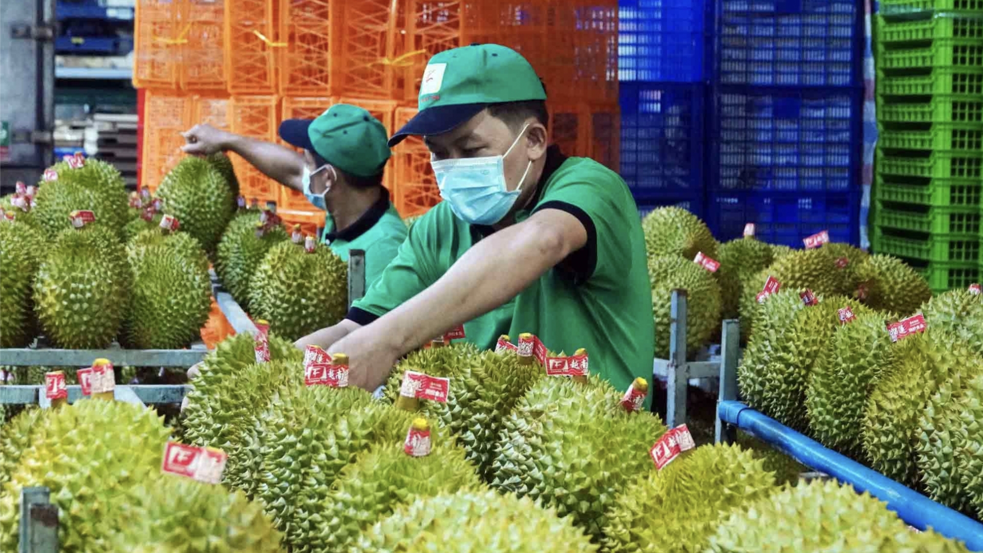 榴莲对华出口大幅下降