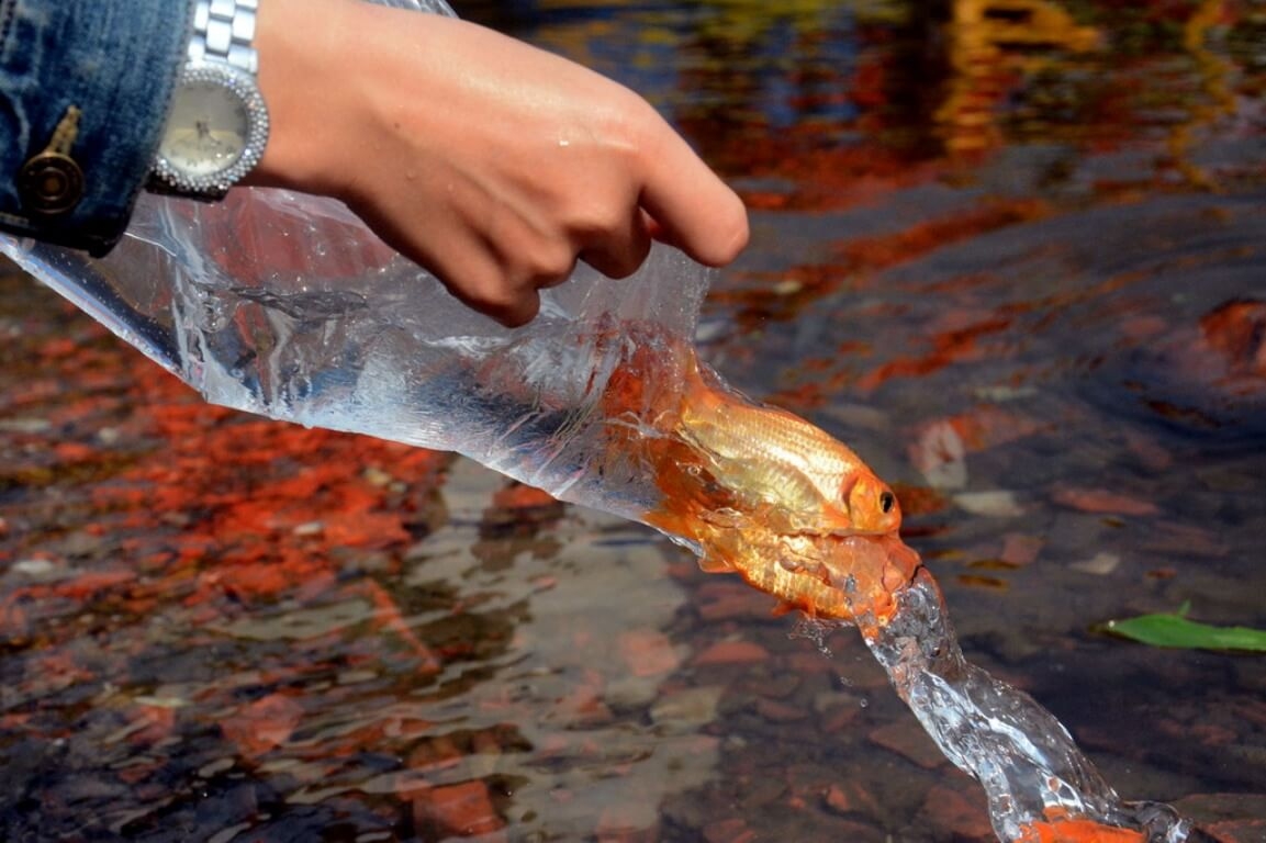 放生鲤鱼送土地神、灶君上天。（来源：越通社）