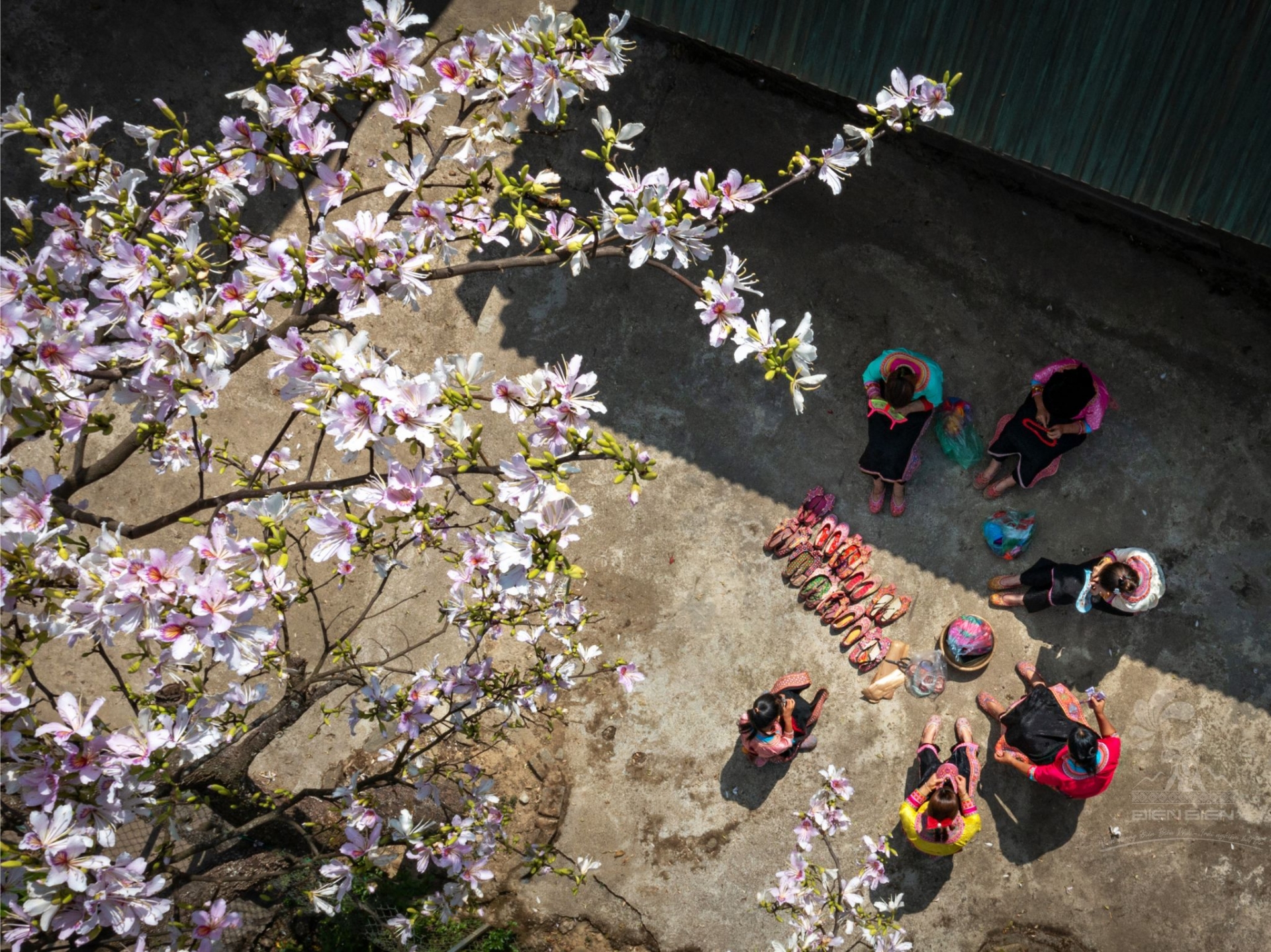 洋紫荆花节是越南奠边省的一项特色文化盛事，于每年3月举办。