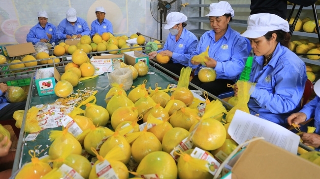 越南水果将有机会在英国市场站稳脚跟