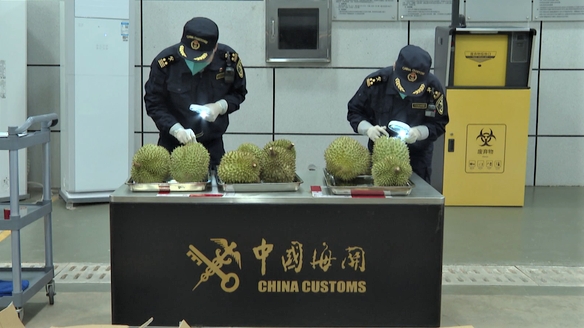 越南鲜榴莲首次从中国国内空港口岸入境