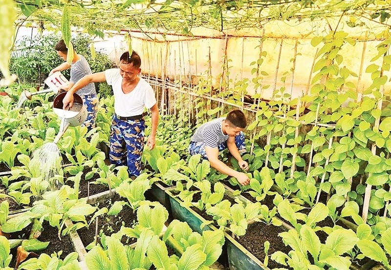 庆和省长沙岛县安邦岛的士兵正在照料菜园。