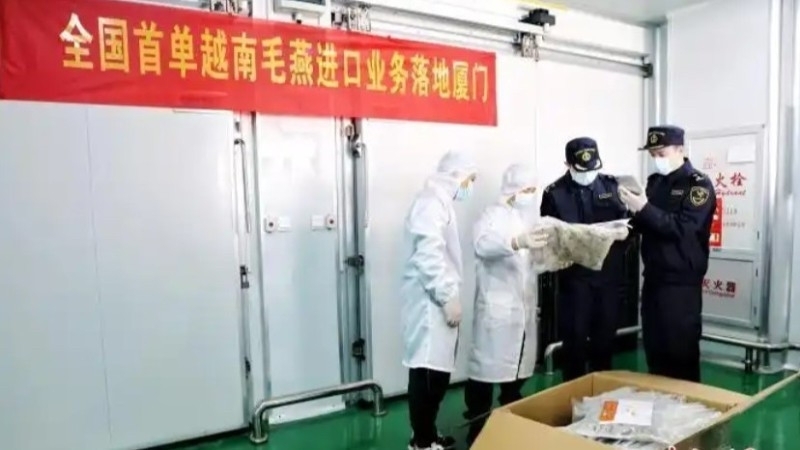 中国首次从越南进口毛燕