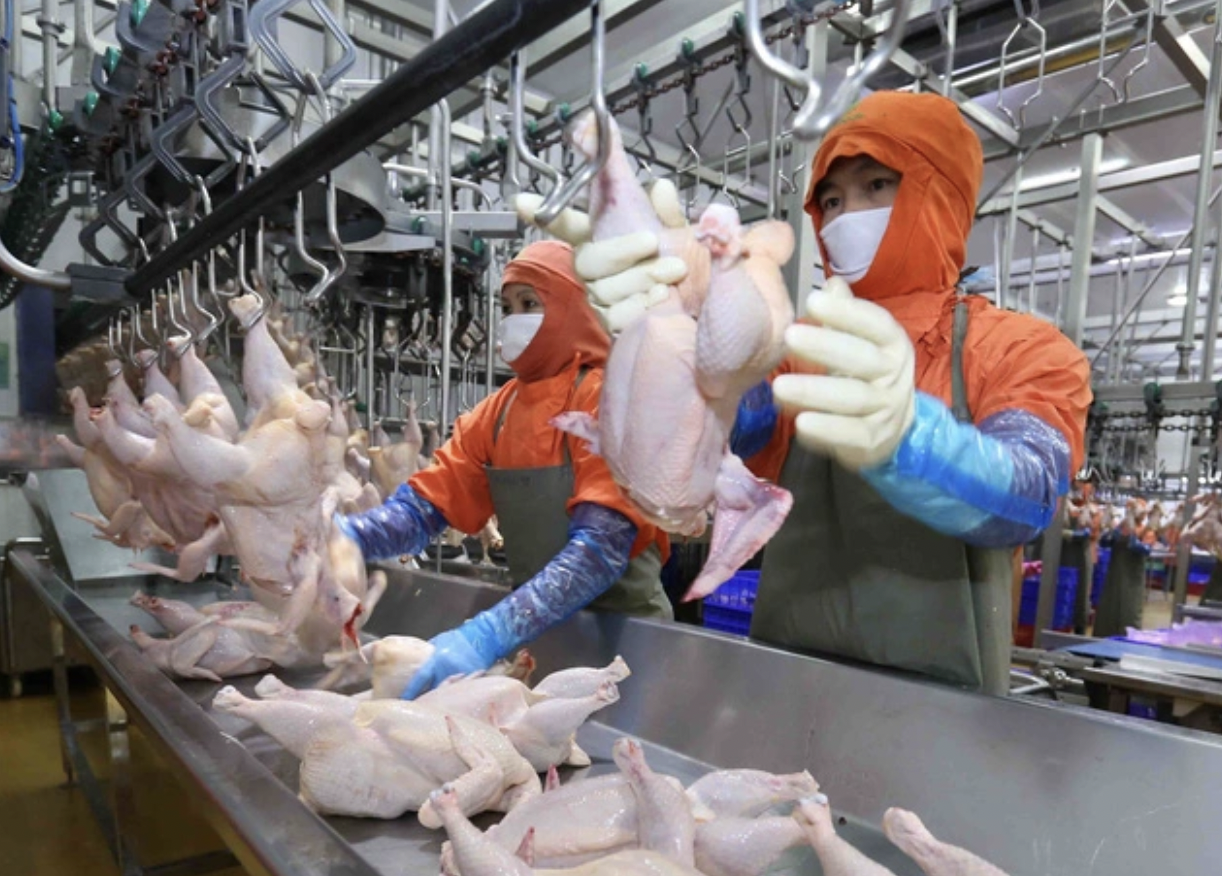 越南从美国进口了鸡肉1.06万吨，进口额超过1090万美元，进口量和进口额同比下降分别为55.5%和57.7%。