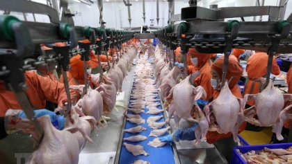 越南禽肉出口活动在2023年初释放了积极的复苏信号