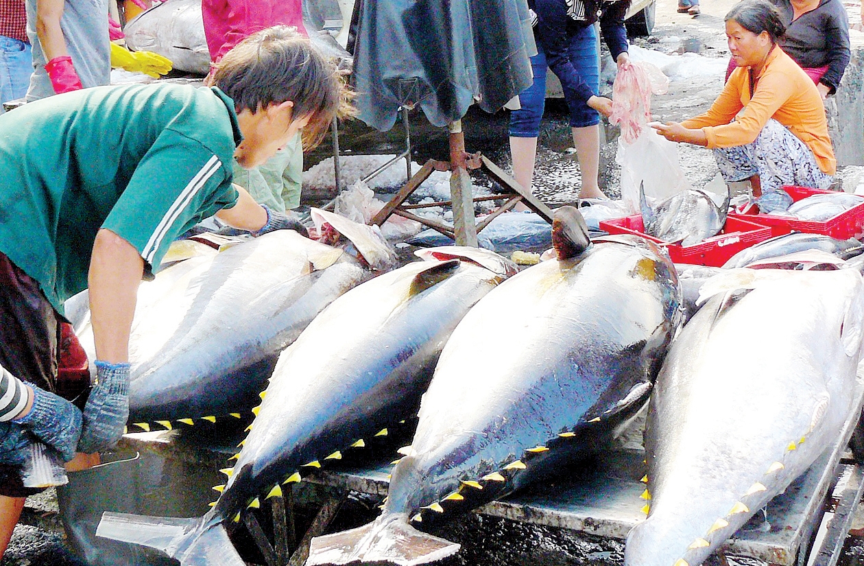 越南金枪鱼出口量增高。