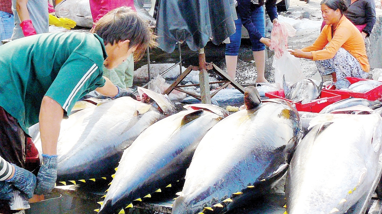 越南金枪鱼出口量增高 造福人民
