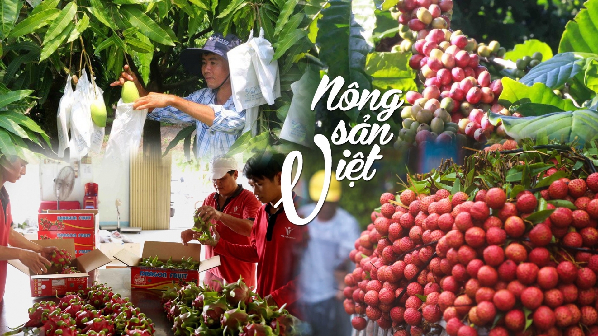 塑造与开发越南农产品品牌