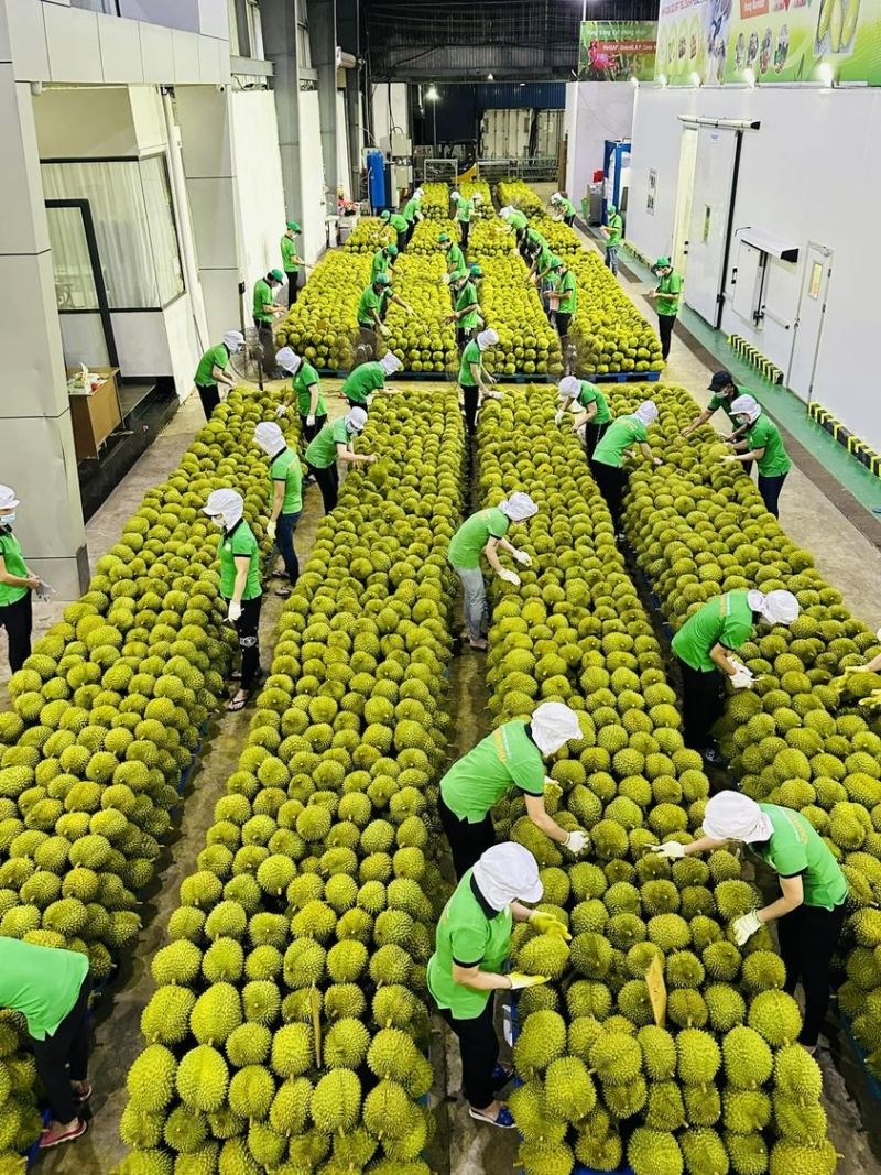 榴莲出口近50万吨，总额达21亿美元。