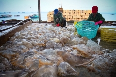 果断处理防范和打击IUU捕捞中的遗留问题